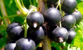 плоды смородины Сибирская7