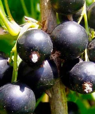 плоды смородины Сибирская7