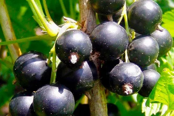 плоды смородины Сибирская7