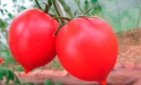 плоды Сызранская пипочка9