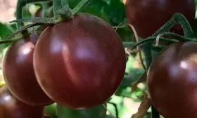 плоды томата Вишенка чёрная8