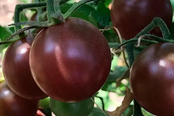 плоды томата Вишенка чёрная8