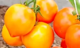 плоды томатов Золотая миля10