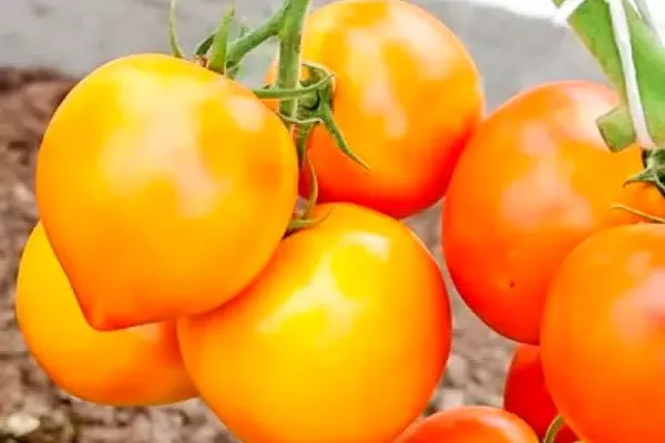 плоды томатов Золотая миля10