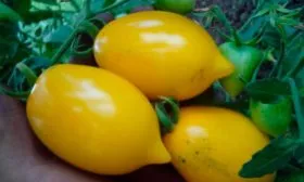 плоды томаты Чудо Света9