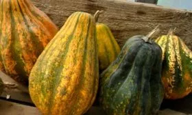 плоды тыквы Акорн7