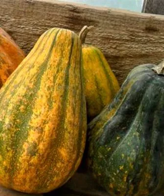 плоды тыквы Акорн7