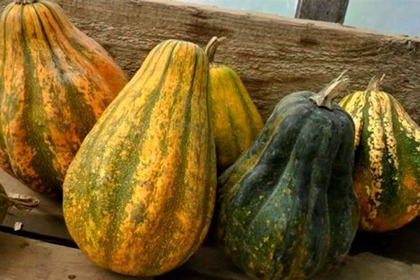 плоды тыквы Акорн7