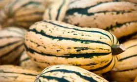 плоды тыквы Дынька5