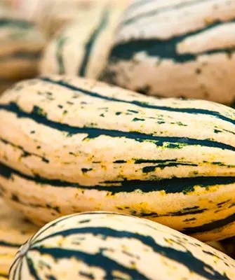 плоды тыквы Дынька5