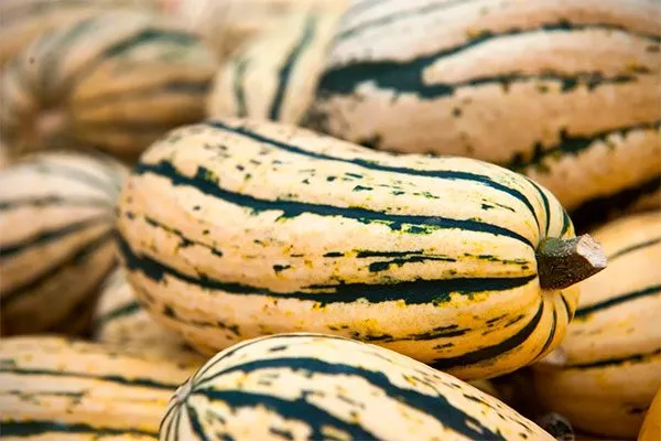 плоды тыквы Дынька5