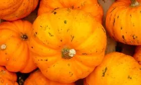 плоды тыквы Мандаринка6