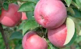 плоды в разрезе