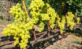 плоды винограда Августин10