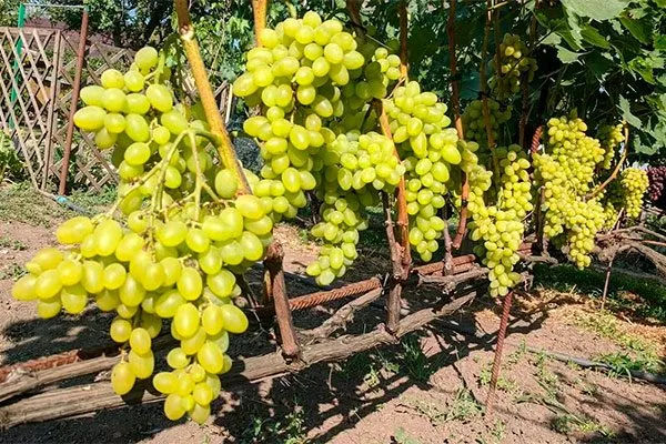 плоды винограда Августин10