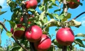 плоды яблони Антей4