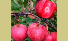 плоды яблони Байя Мариса9