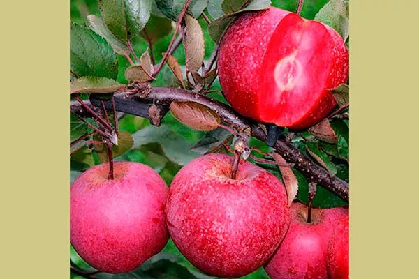 плоды яблони Байя Мариса9