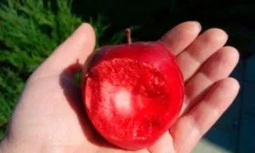 плоды яблони Эра10