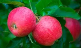 плоды яблони Память Ульянищева8