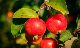 плоды яблони Райская11