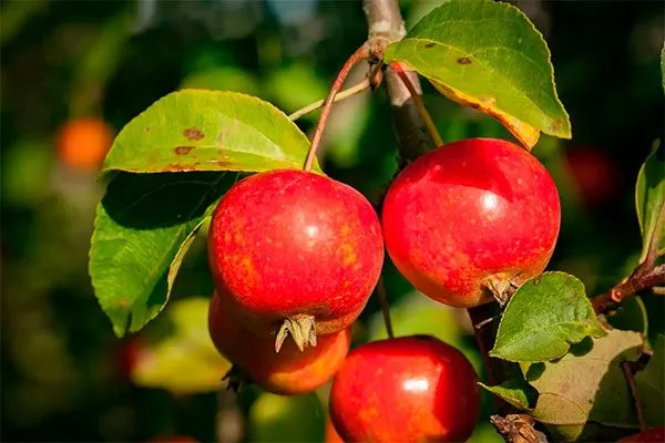 плоды яблони Райская11