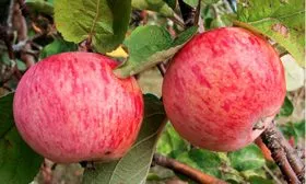 плоды яблони Штрейфлинг15 яблони Штрейфлинг15