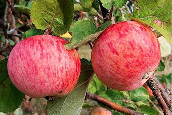 плоды яблони Штрейфлинг15 яблони Штрейфлинг15