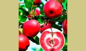 плоды яблони Сирена7