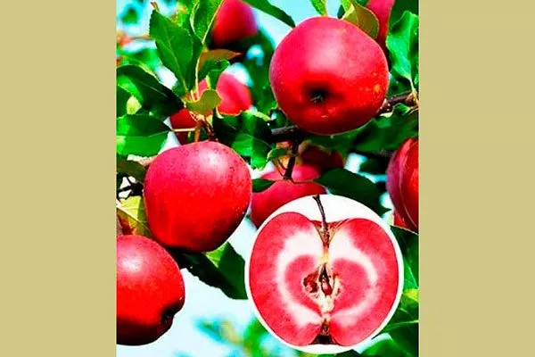 плоды яблони Сирена7