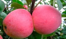 плоды яблони Строевское10