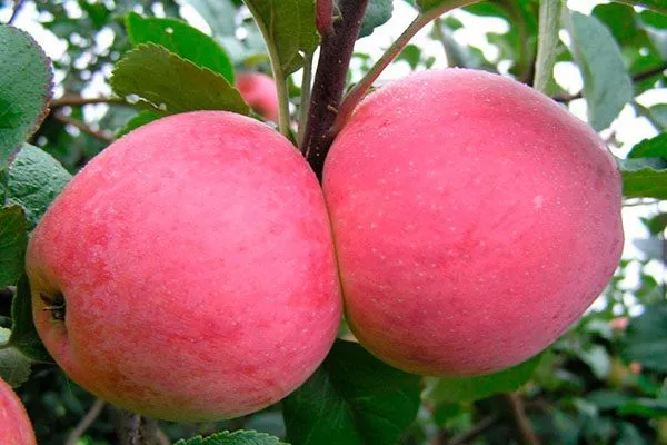 плоды яблони Строевское10