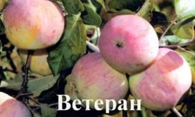 плоды яблони Ветеран10