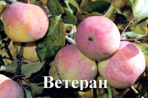 плоды яблони Ветеран10