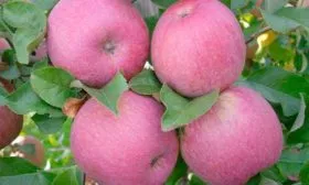 плоды яблони Вишнёвое14