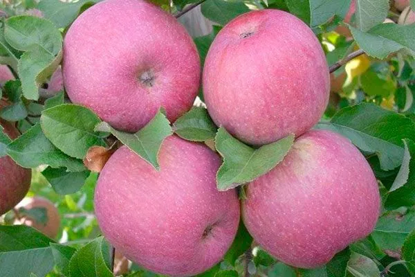 плоды яблони Вишнёвое14