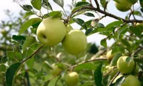 плоды Яблоня Аркад11