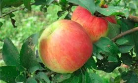 плоды Яблоня Бельфлёр-китайка7