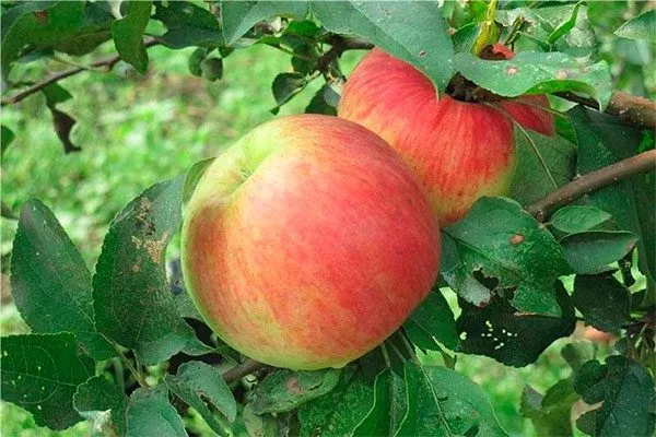 плоды Яблоня Бельфлёр-китайка7