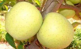 плоды Яблоня Голден Делишес15