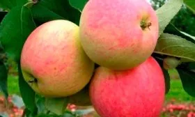 плоды яблоня Триумф8