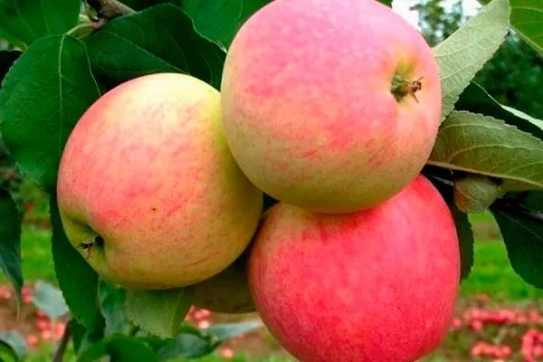 плоды яблоня Триумф8