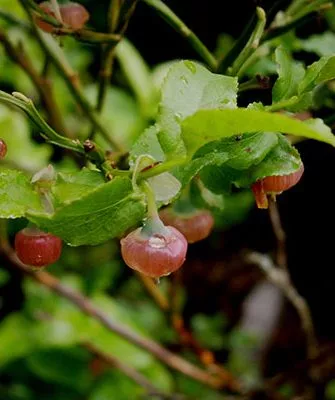 плоды японская черника4