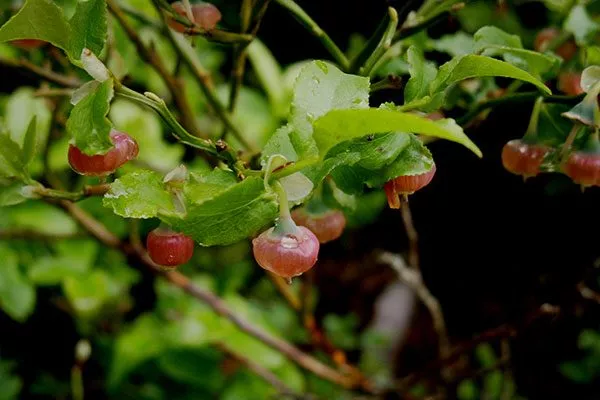 плоды японская черника4