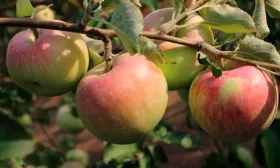 плоды1 Яблоня Бельфлёр-китайка8
