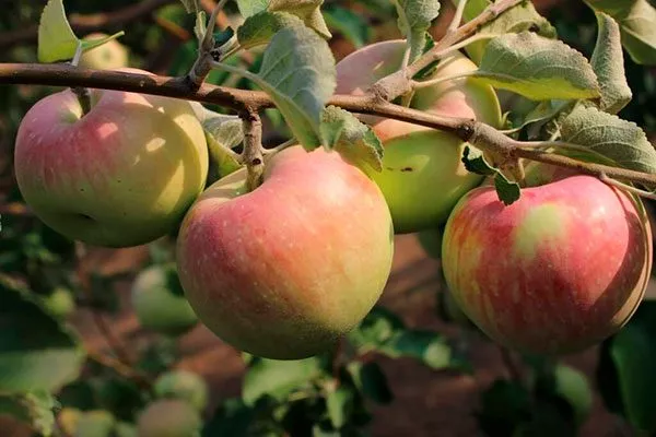 плоды1 Яблоня Бельфлёр-китайка8