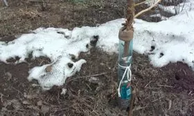 Подготовка к зиме груша Санреми6