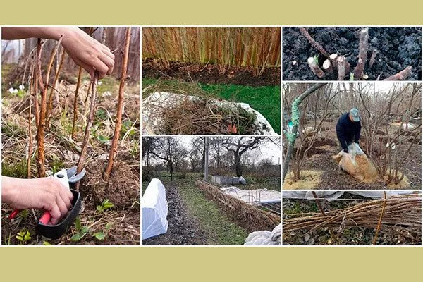 Подготовка к зиме малины Малиновая гряда8