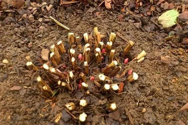 Подготовка к зиме пиона Топ Брасс11