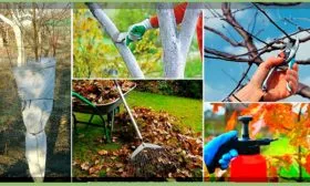 Подготовка к зиме Слива Персиковая Мичурина10